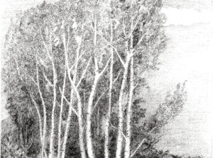 Alberi. Studio per dipinto.