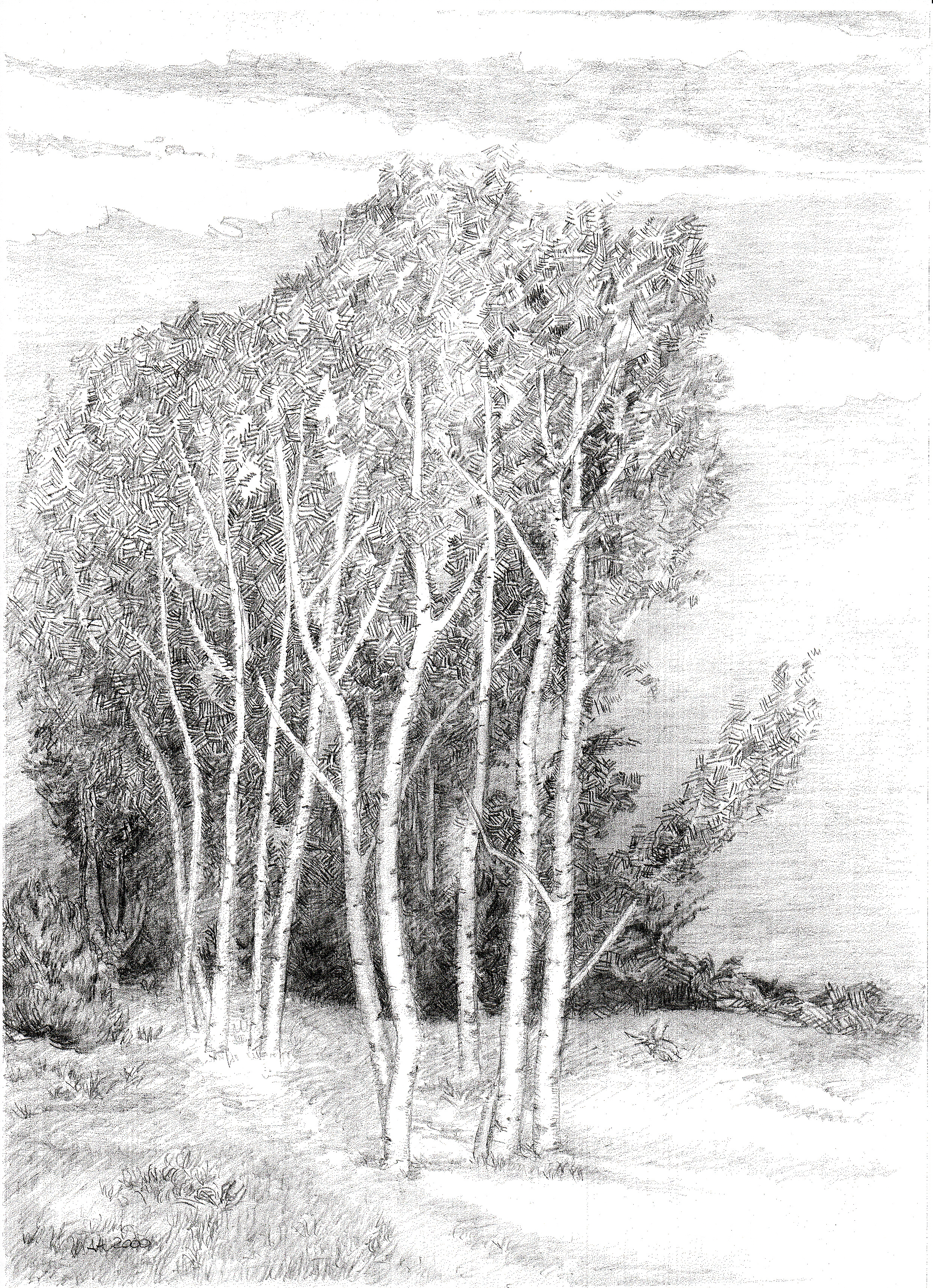 Alberi. Studio per dipinto.