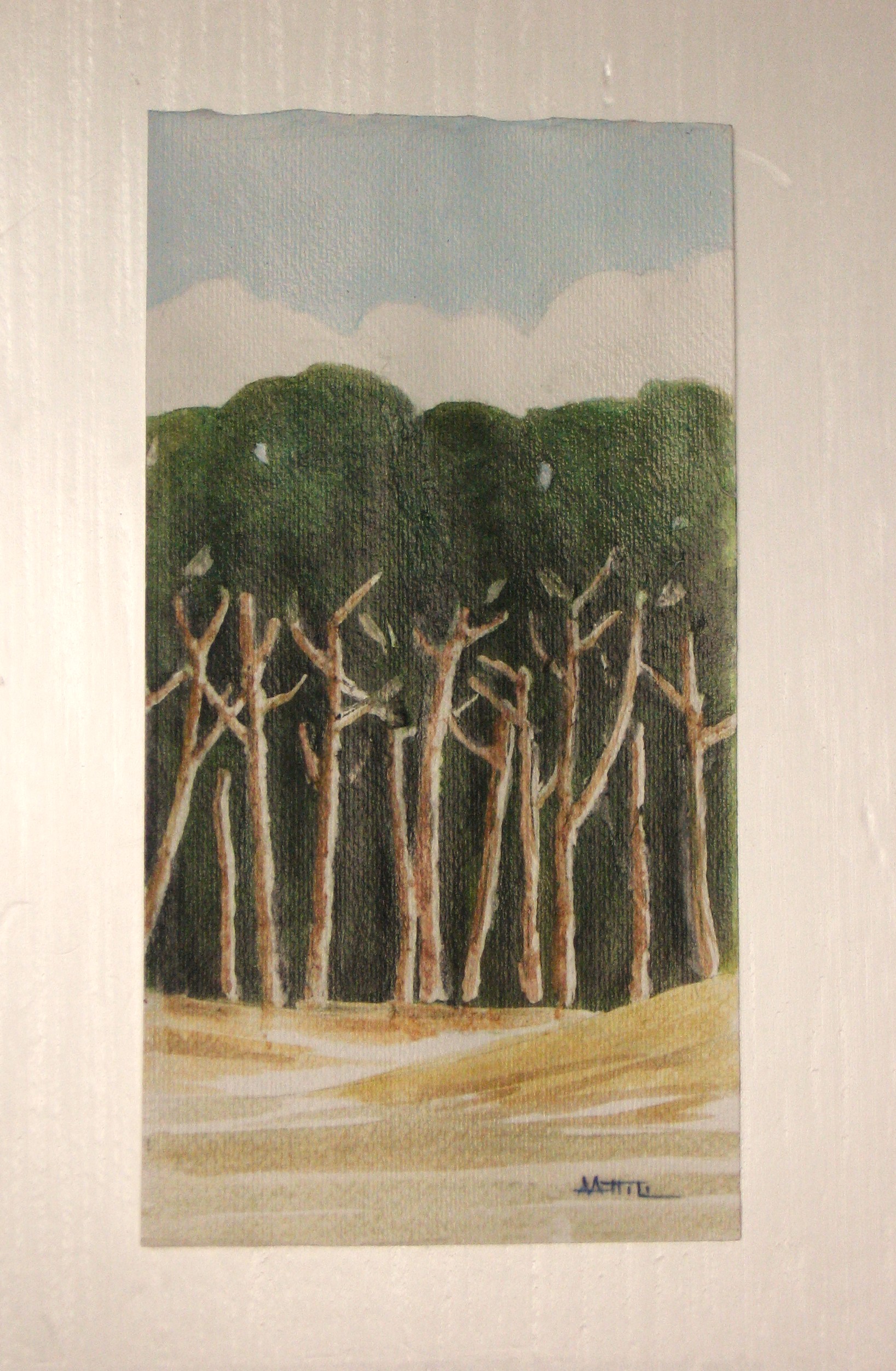Pineta. Studio 389