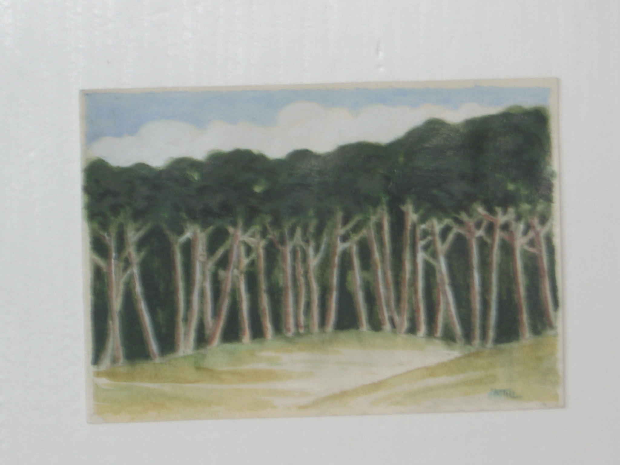 Pineta. Studio 390.